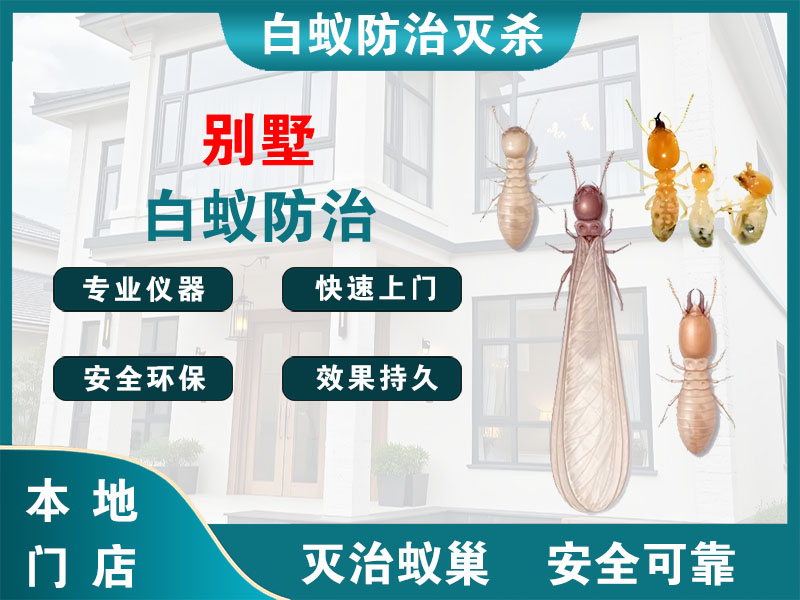 惠山区别墅白蚁防治